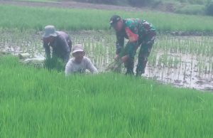 Dukung Program Sergab, Pendampingan Babinsa Kebomas Perkuat Ketahanan Pangan Daerah